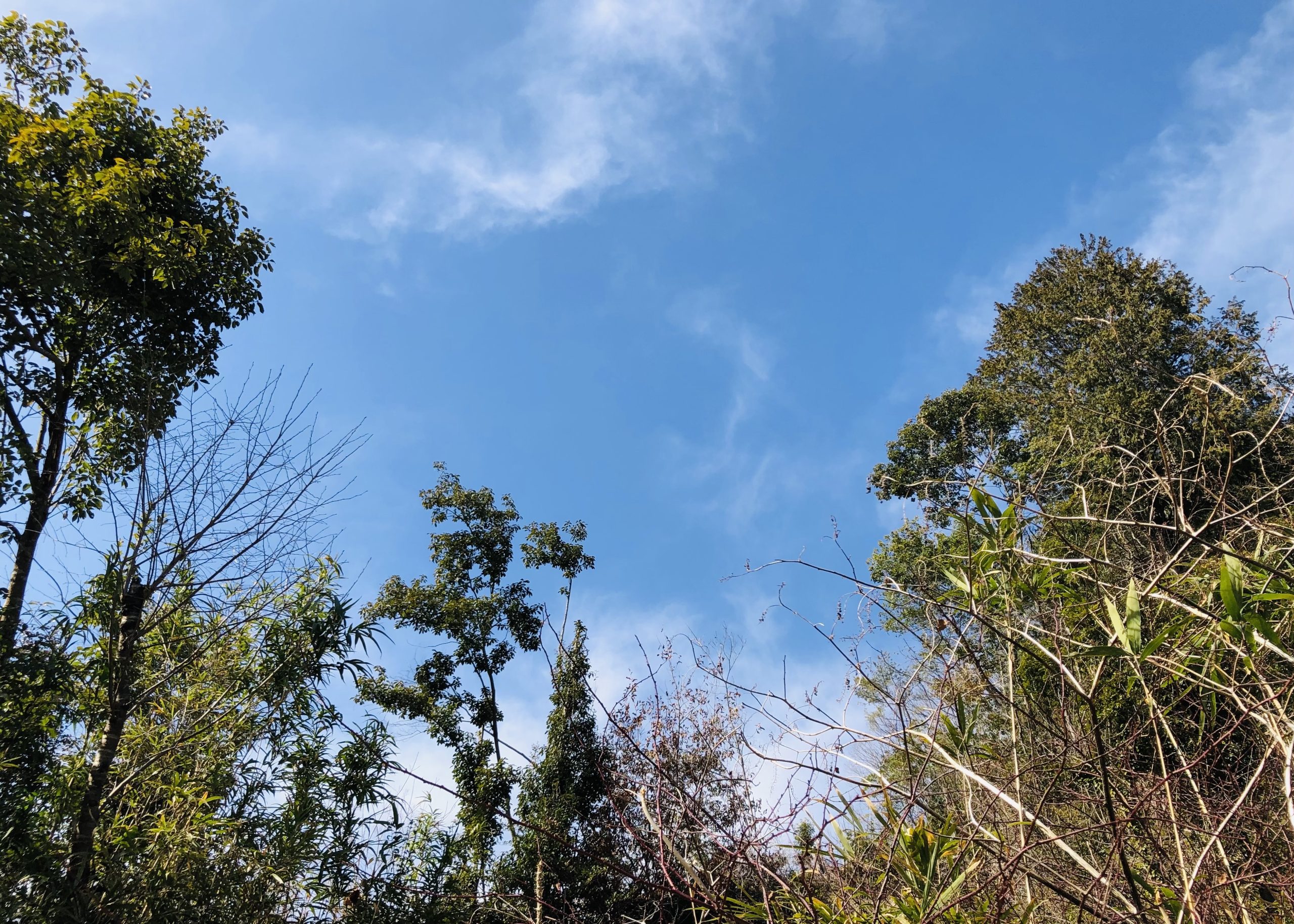 猪名川町の森が抱える静かな危機イメージ画像