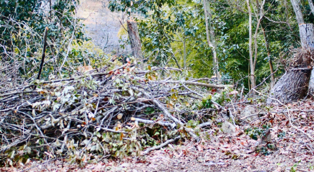 猪名川町NPO法人山存：森林整備イメージ
