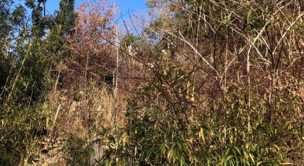 猪名川町NPO法人山存：森林整備イメージ