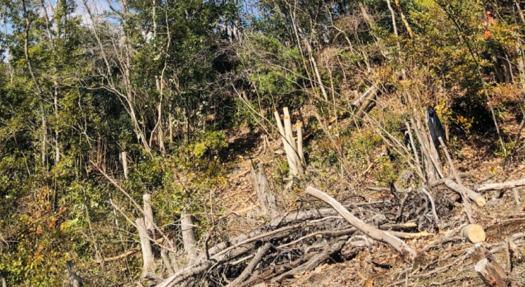 猪名川町NPO法人山存：森林整備イメージ