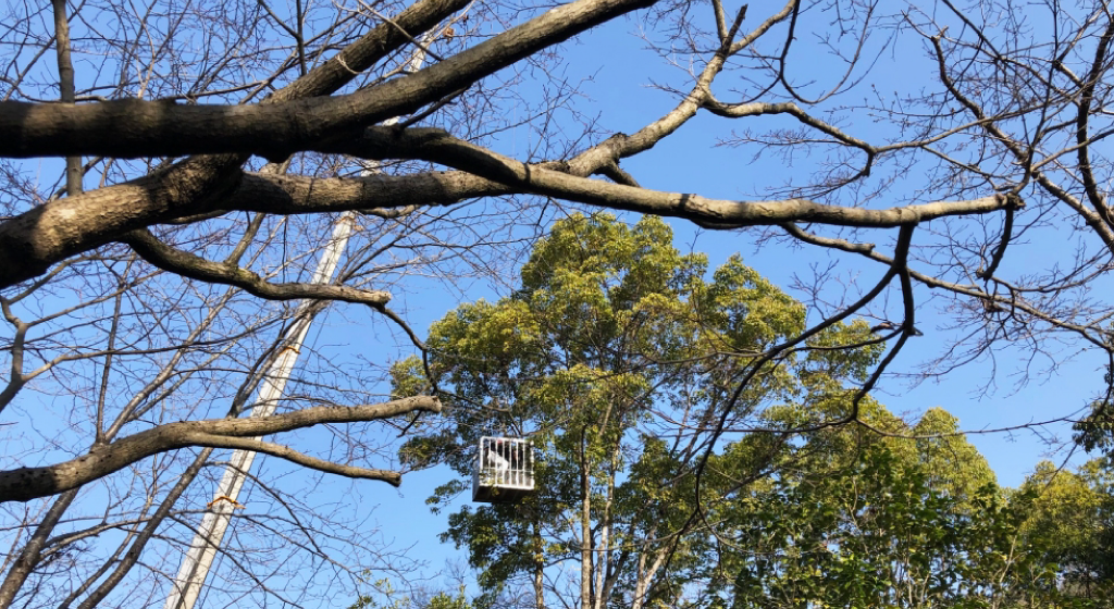 猪名川町NPO法人山存：森林整備イメージ