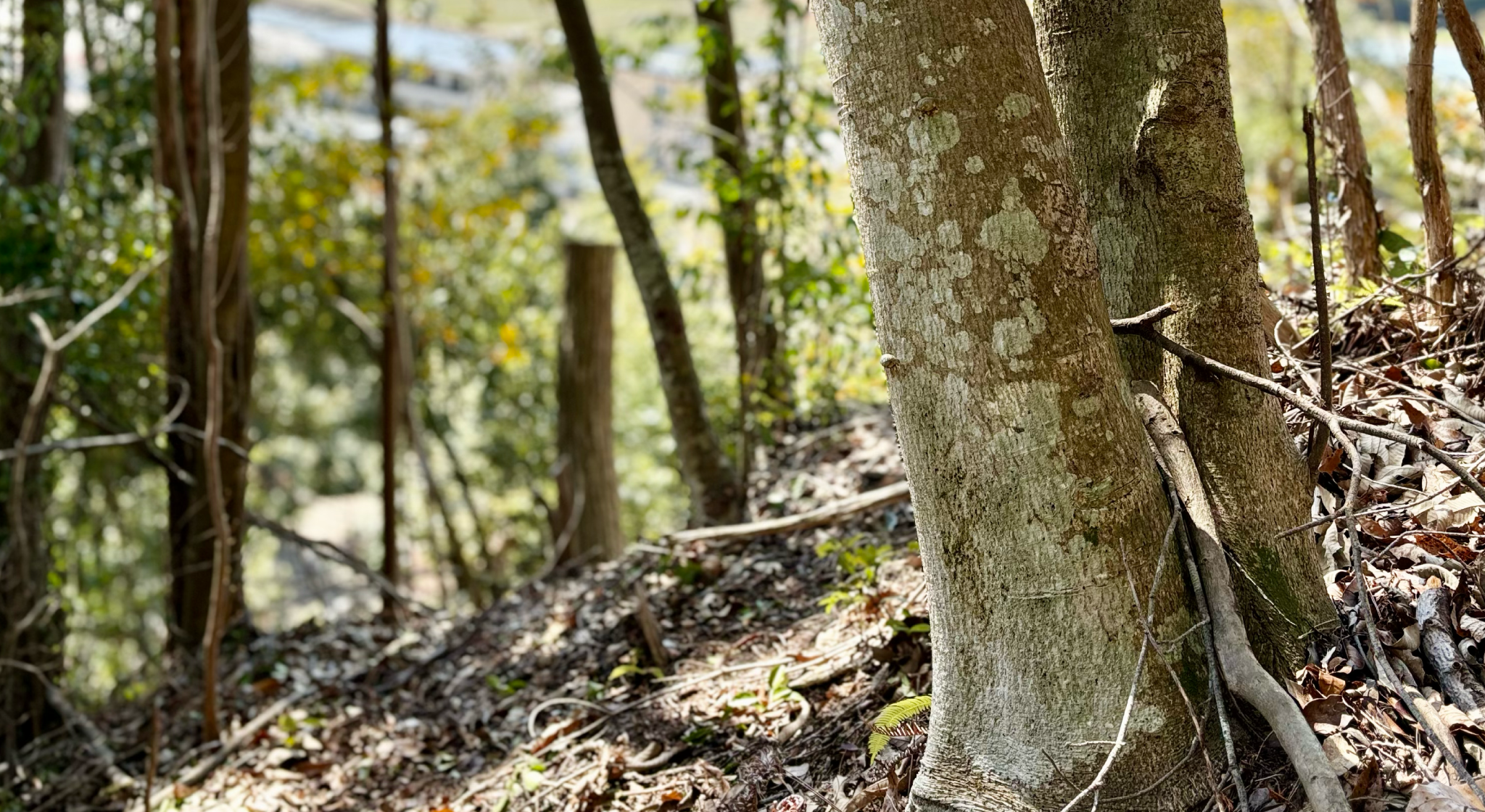 猪名川町の里山再生課題のイメージ画像