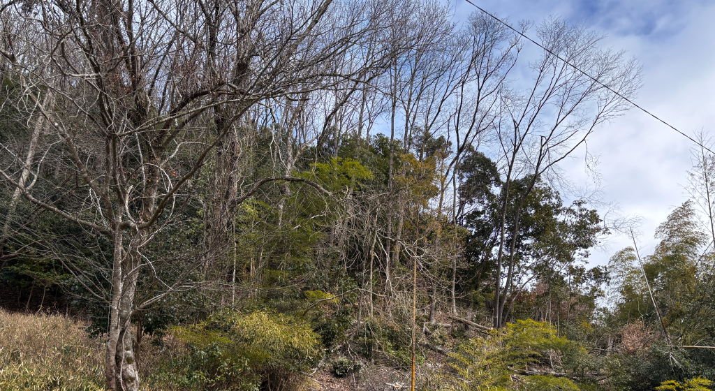 猪名川町の里山に増え続ける危険木イメージ画像