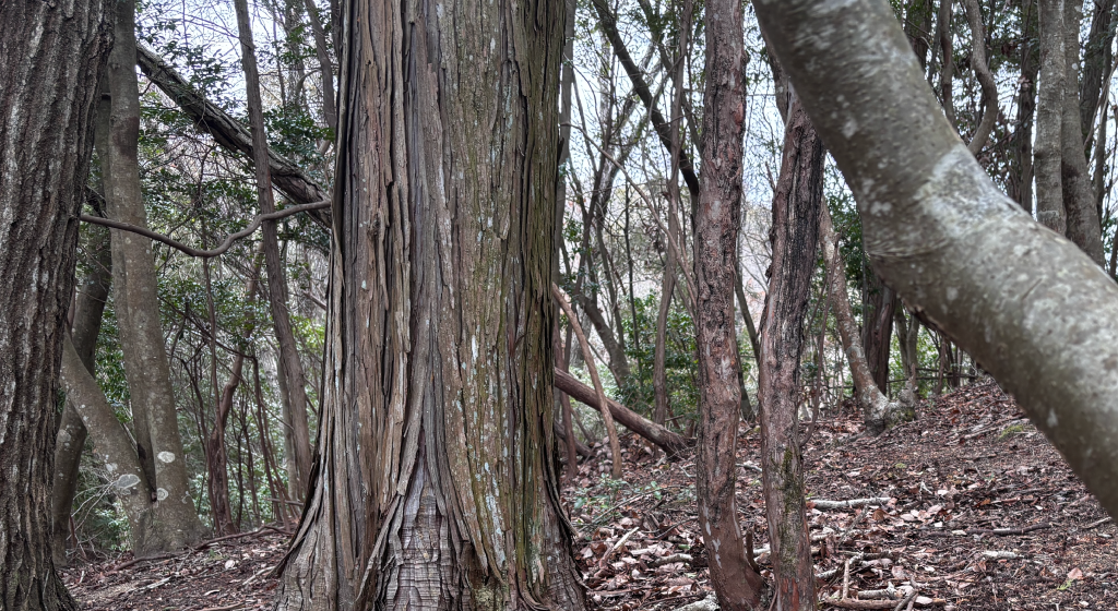 猪名川町：針葉樹のイメージ画像