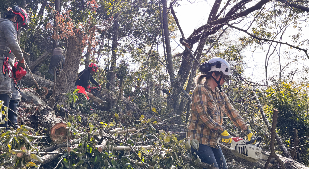 猪名川町：森林整備作業（枝払い）