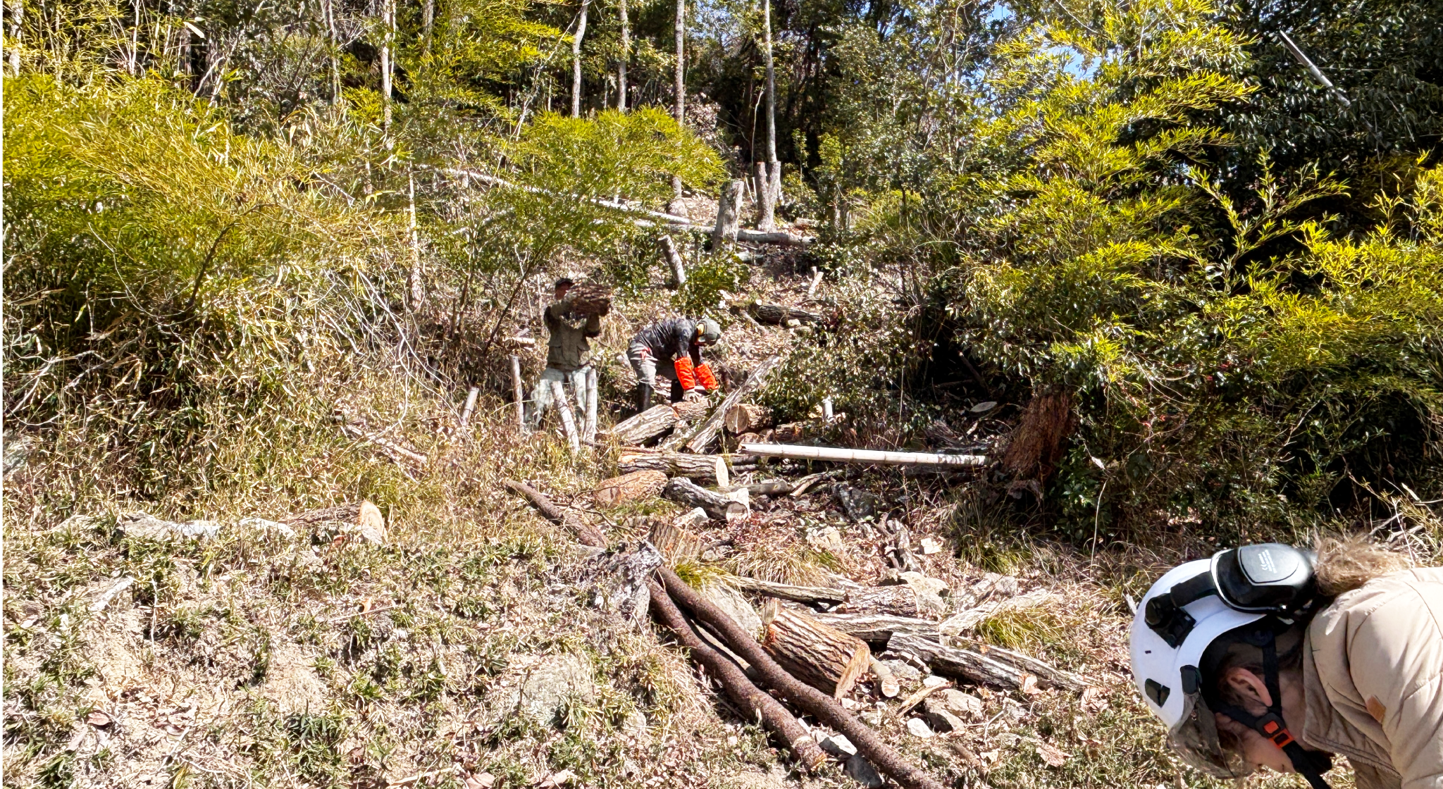 猪名川町：森林整備作業（搬出）