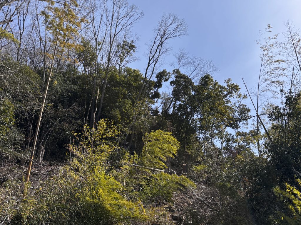 猪名川町北部:薪ストーブユーザーによる森林整備活動報告