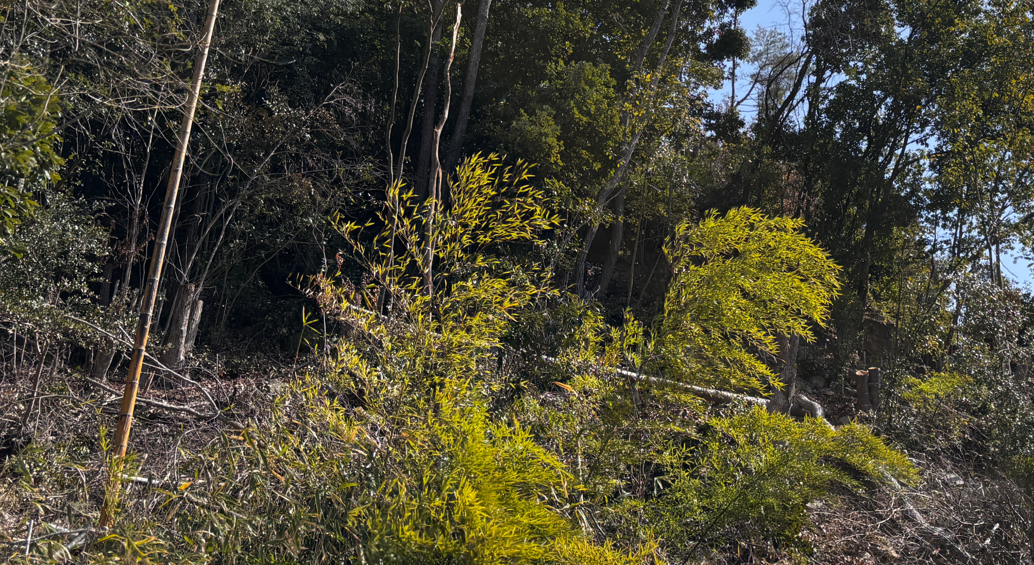 猪名川町の光を失った『緑の砂漠』イメージ画像