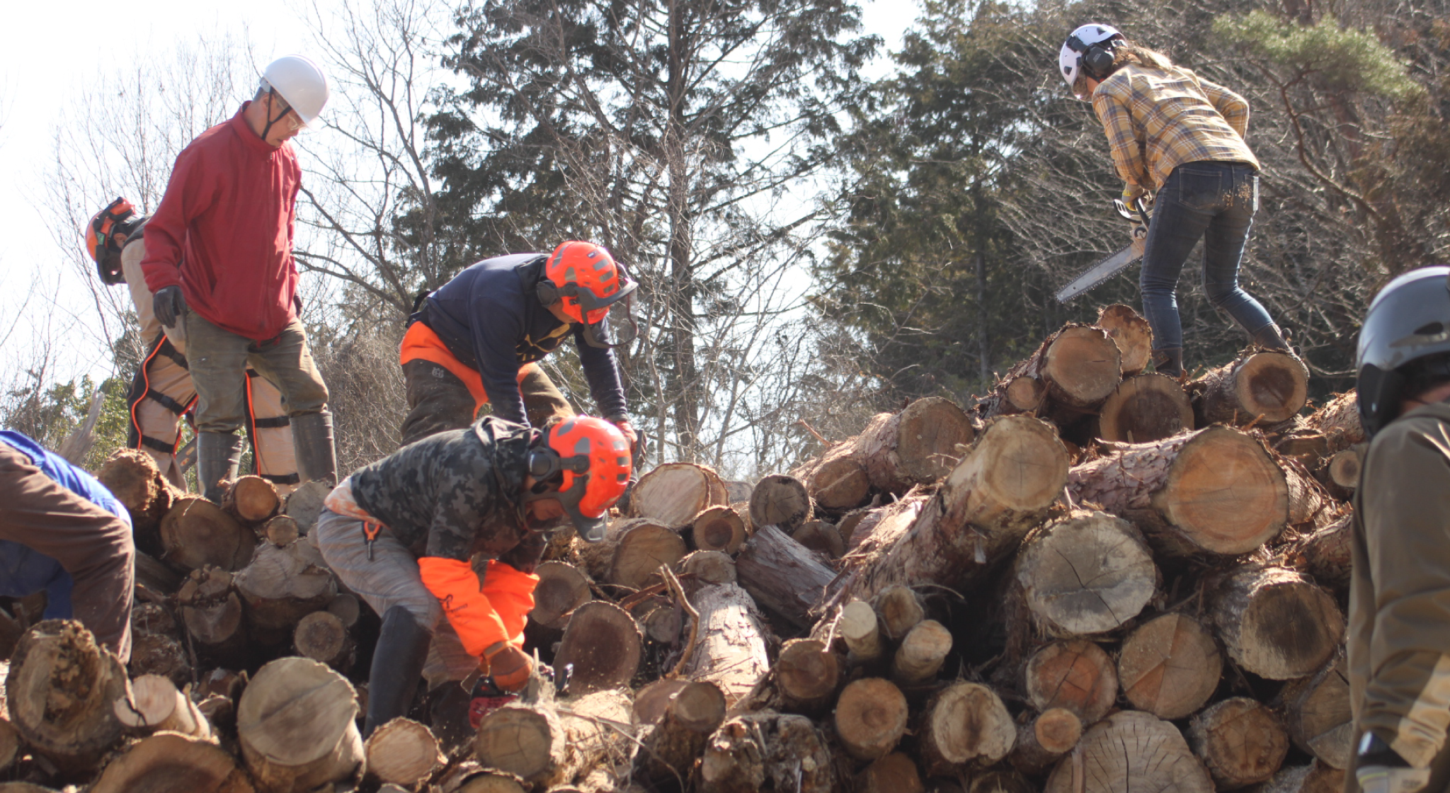 猪名川町：森林整備作業（玉切り）